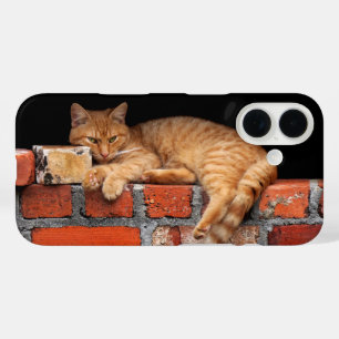 Funda iPhone 16 Gato en la pared de ladrillo