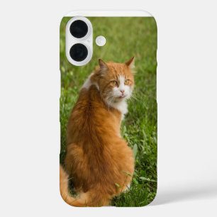 Funda iPhone 16 Gato, felina, animal