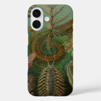 Gusanos vintage Annelids Chaetopoda por Ernst Haec
