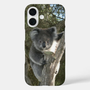 Funda iPhone 16 Koala Adorable Subiendo un Árbol