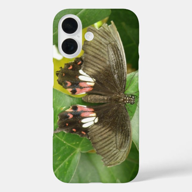 Funda iPhone 16 Mariposa Cola de Golondrina Escarlata (Reverso )