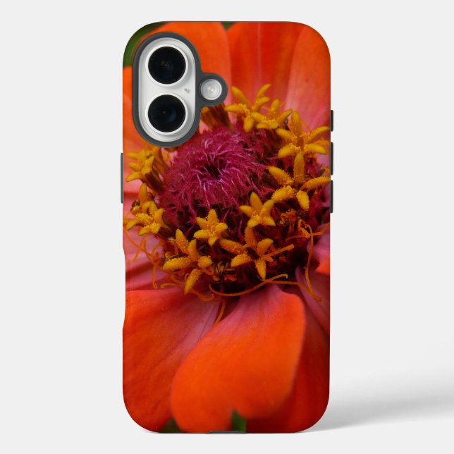 Funda iPhone 16 Orange Zinnia Wildflower Nature Floral (Reverso )