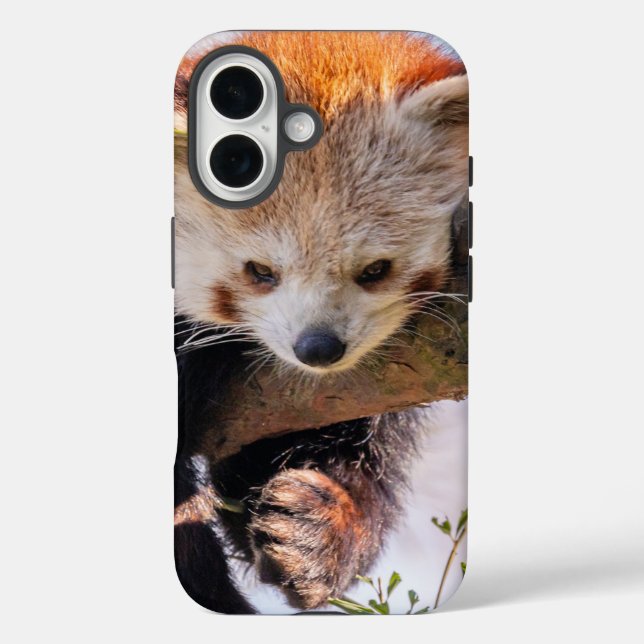 Funda iPhone 16 Panda rojiza perezosa (Reverso )