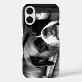 Funda iPhone 16 Perro Boxer En Windowsill iphcnm