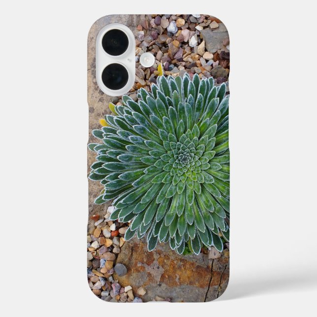 Funda iPhone 16 planta suculenta del desierto (Reverso )