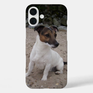 Funda iPhone 16 Plus Capo von Oppenheim Jack Russell Terrier, Perro