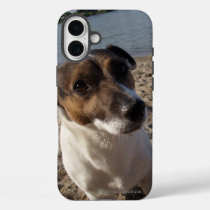 Funda iPhone 16 Plus Capo von Oppenheim Jack Russell Terrier, Perro
