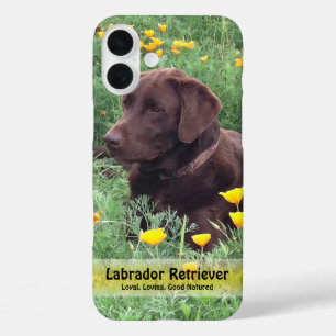 Funda iPhone 16 Plus Chocolate Lab en California Poppy Patch
