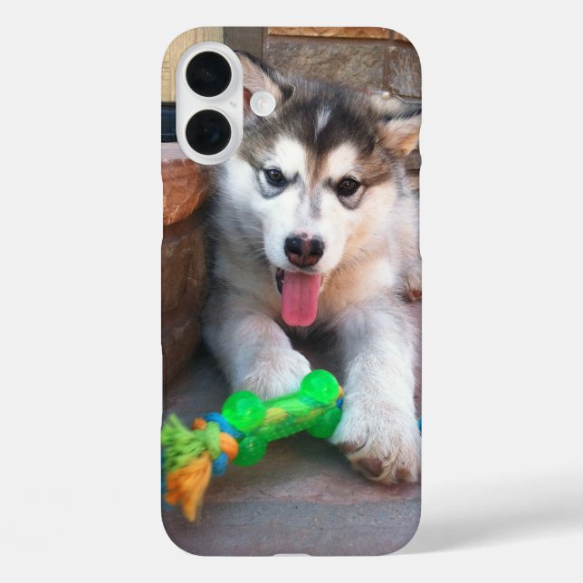 Funda iPhone 16 Plus Cute Alaskan Malamute Fotografía de Cachorro (Reverso )