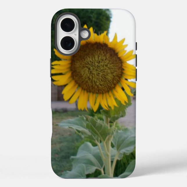 Funda iPhone 16 Plus Impresión de arte de girasol (Reverso )