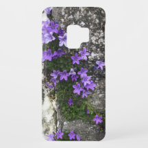 Las flores de Campanula crecen en una pared