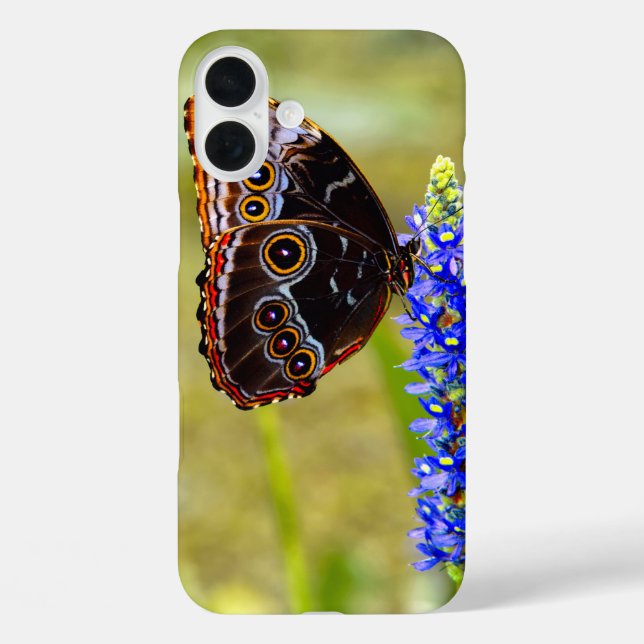Funda iPhone 16 Plus Mariposa morfo azul en una orquídea de mariscos (Reverso )