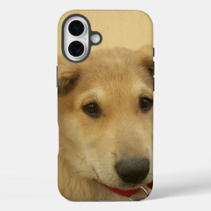 Funda iPhone 16 Plus Perros y Cachorros Cute Mans segundo Mejor Amigo.