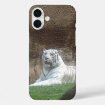 Tigre Blanco
