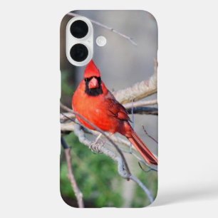 Funda iPhone 16 Retrato del Cardenal Rojo
