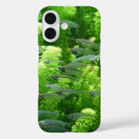 Shoal of Transparent Silver Fish