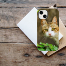 Tabby y gato blanco y marfil