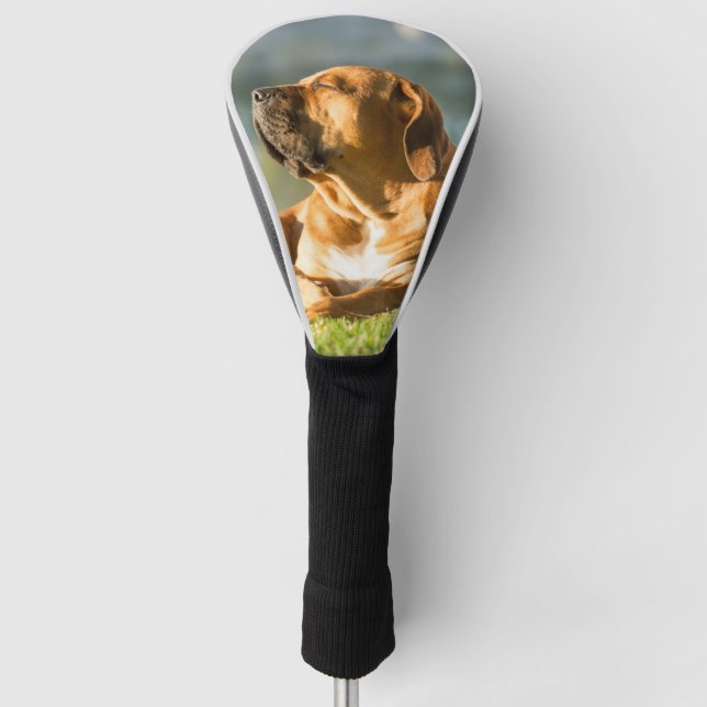 Funda para cabeza de palo de golf Boerboel (Anverso)