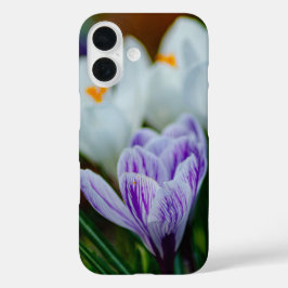 Funda para iPhone 16 Flores de primavera Crocus pú