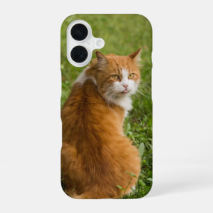 Funda Para iPhone 16 Gato, Felino, Animal