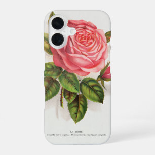 Funda Para iPhone 16 Ilustración floral de rosa rosa antigua Cottagecor