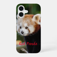 Imagen de Panda Rojo en Tronco Nevado
