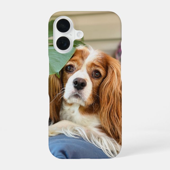 Funda para iPhone 16 King Charles Cavalier (Reverso )