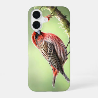 FUNDA PARA iPhone 16 PINZÓN MEXICANO AVE AVÍAR PATIO