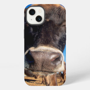 A Jersey cow being inquisitive