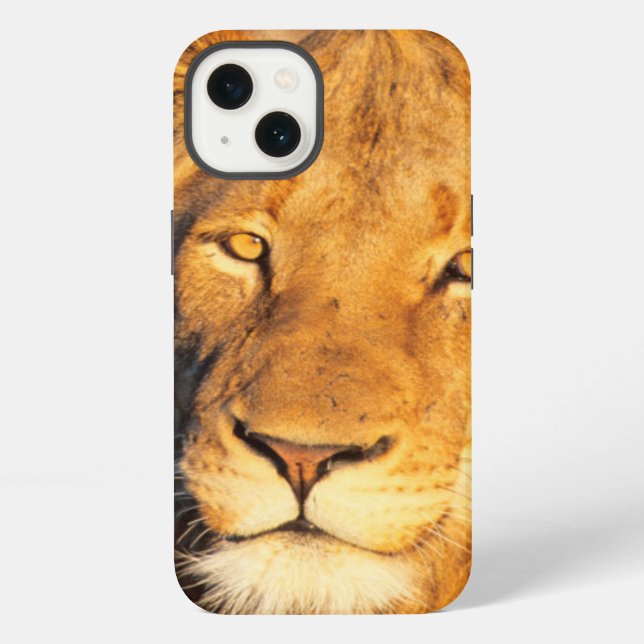 Funda Para iPhone A Red Maned Lion looking at the camera. (Reverso )