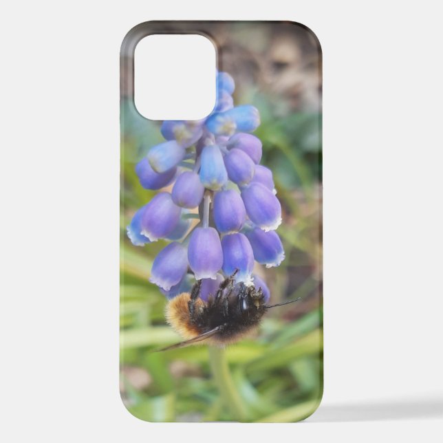 Funda Para iPhone Abeja en Muscari Armeniacum , Hiacinato de uva (Reverso )