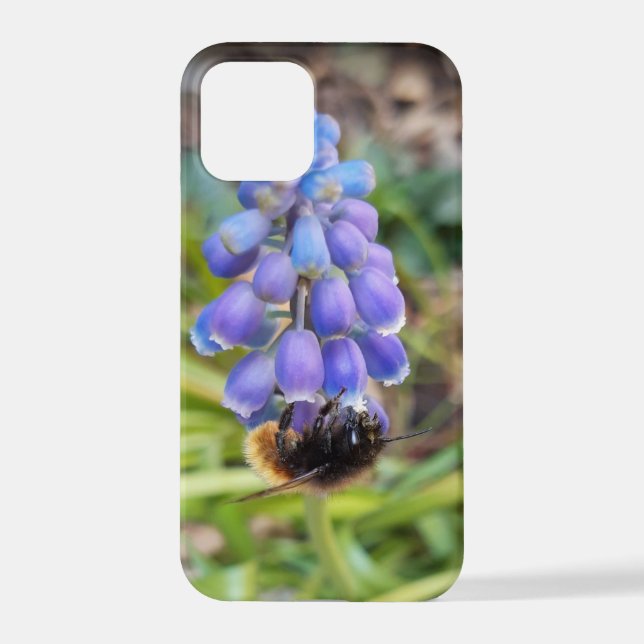 Funda Para iPhone Abeja en Muscari Armeniacum , Hiacinato de uva (Reverso )