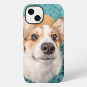 Animales Bebés más Lindos Cara de Cachorro Corgi