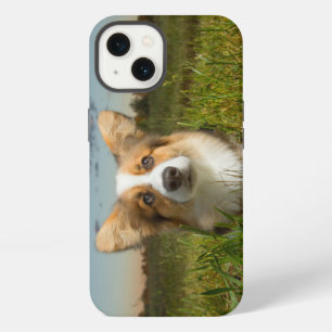Animales Bebés más Lindos Corgi en Patio Nublado
