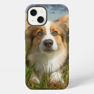 Animales Bebés más Lindos Corgi en Patio Nublado