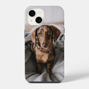 Funda Para iPhone 14 Animales Bebés más Lindos Dachshund Chocolate Mo
