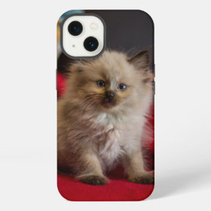 Animales Bebés más Lindos Gatito Siamés
