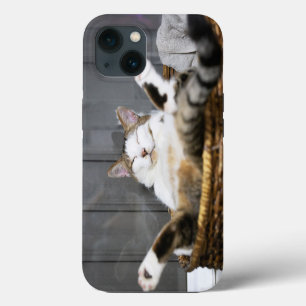 Animales Bebés más Lindos Gato en la Cama