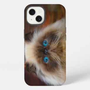 Animales Bebés más Lindos Gato Himalayo