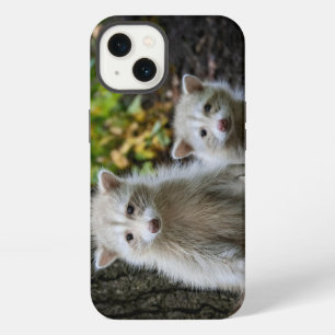 Animales Bebés más Lindos Mapaches Rubios Jóvene