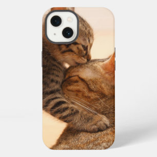 Animales Bebés más Lindos Tabby Kitten Kiss