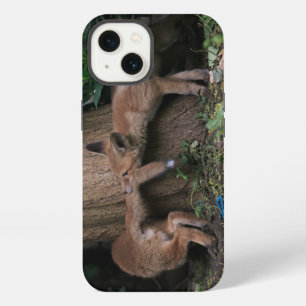 Animales Bebés más Lindos Zorritos Jugando