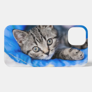Animales de bebé más afectados   Gatito de Tabby e
