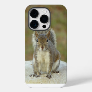 Funda Para iPhone 14 Pro ardilla gris oriental linda primer plano
