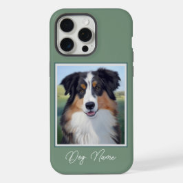 Australian Shepherd Portrait  - 