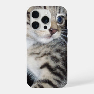 "Bigotes de problemas: el travieso gatito atigrado