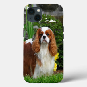 Cachorro de Perro Spaniel Cavalier King Charles Bl