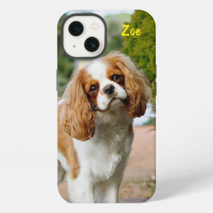 Cachorro de raza Cavalier King Charles Spaniel Ble