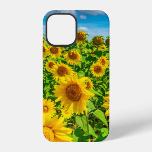 Funda Para iPhone 12 Campo de girasoles en un día soleado de verano. Pi