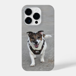 Funda Para iPhone 14 Pro Capo von Oppenheim, Jack Russell Terrier Dog